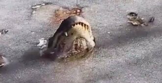 Из-за аномальной погоды в США аллигаторы вмерзли в лед - Твой интернет