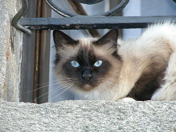 Какую кошку лучше выбрать для семьи?